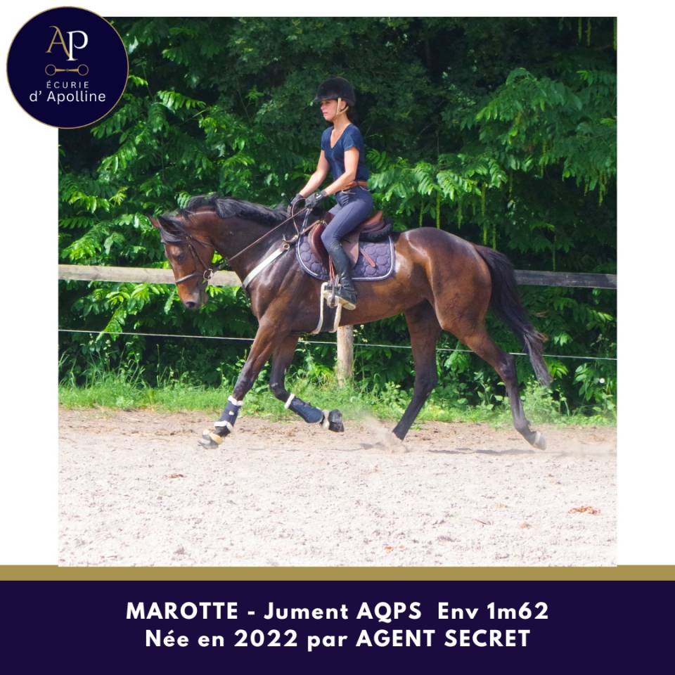 Mare AQPS For sale 2022 Dark Bay