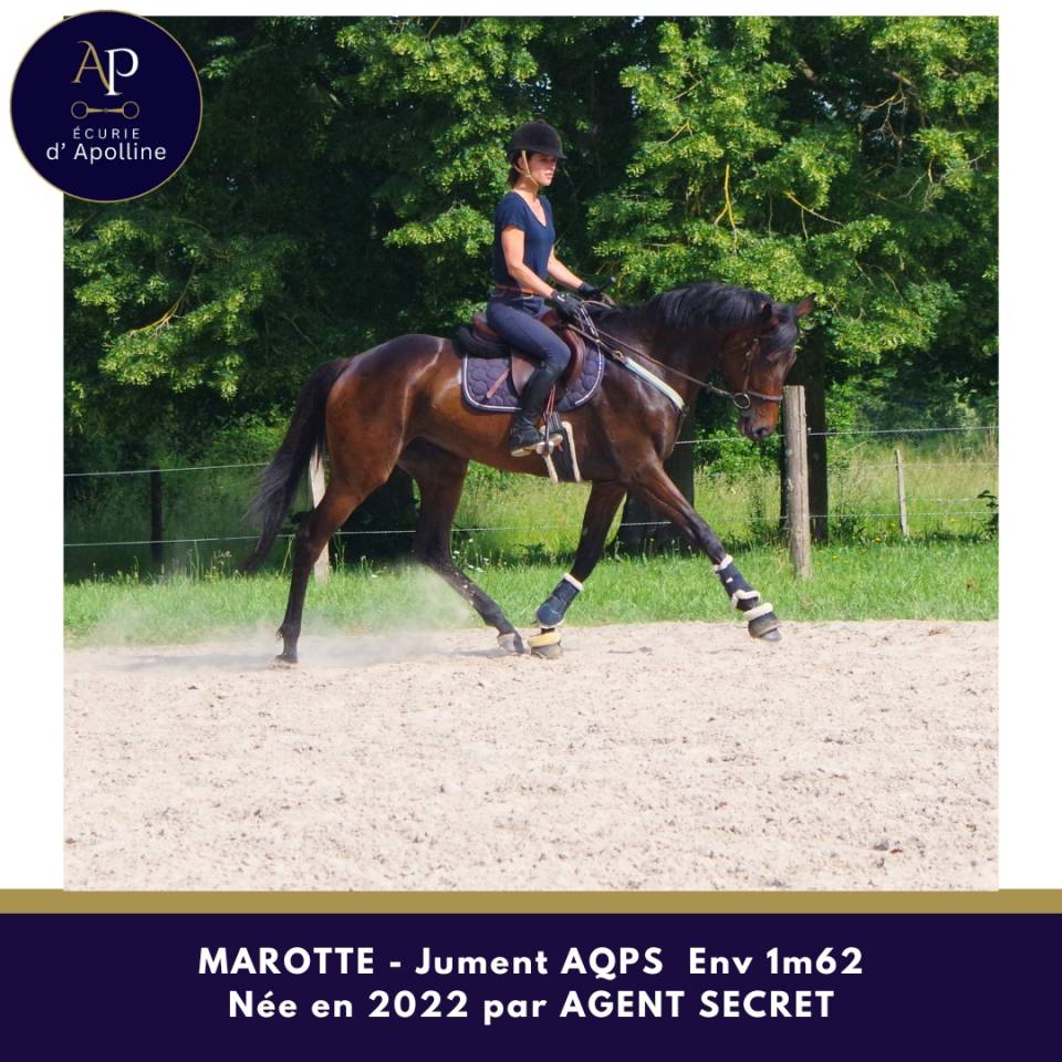 Mare AQPS For sale 2022 Dark Bay