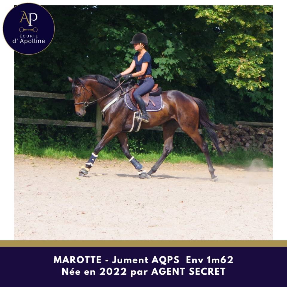 Mare AQPS For sale 2022 Dark Bay