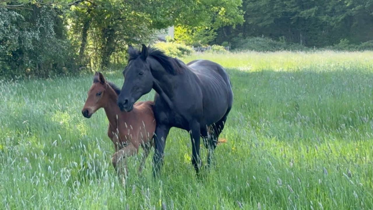 Broodmare Selle Fran&ccedil;ais For sale 2005 Black