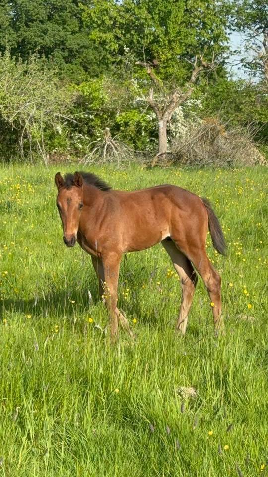Broodmare Selle Fran&ccedil;ais For sale 2005 Black