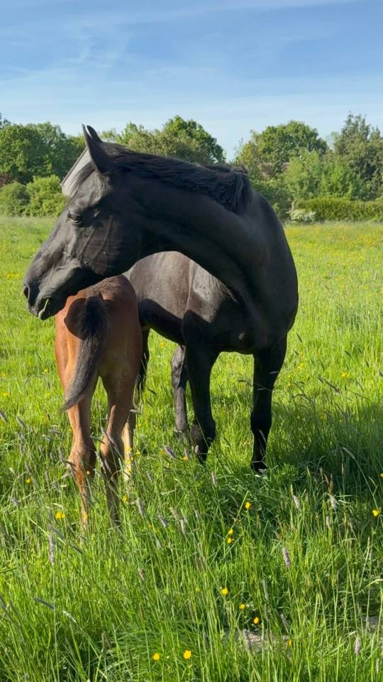 Broodmare Selle Fran&ccedil;ais For sale 2005 Black