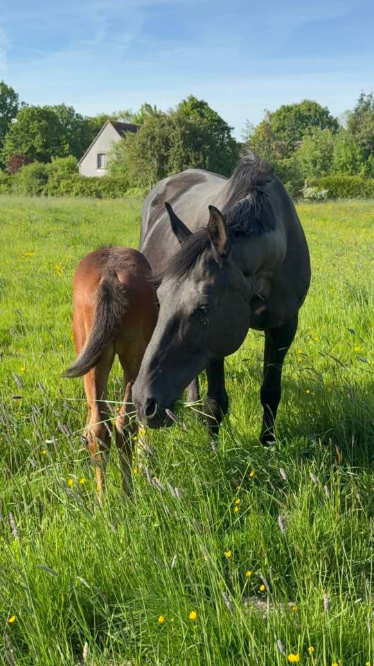 Broodmare Selle Fran&ccedil;ais For sale 2005 Black