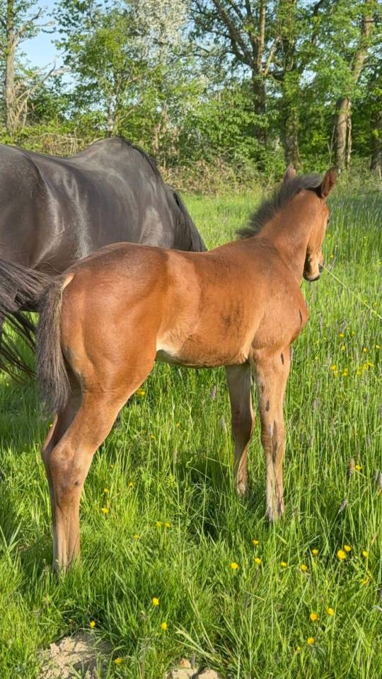 Broodmare Selle Fran&ccedil;ais For sale 2005 Black