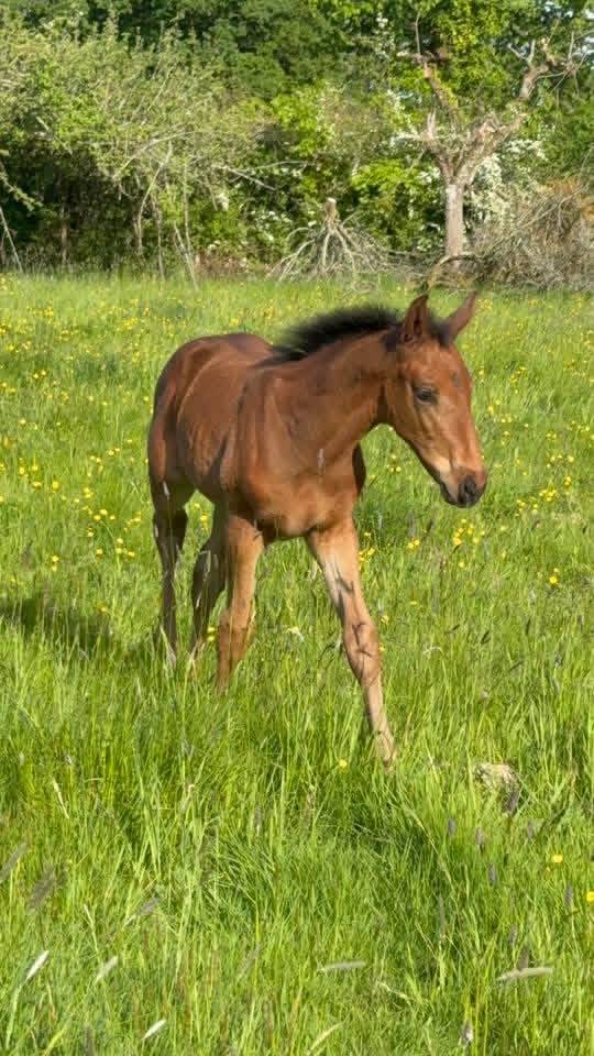 Broodmare Selle Fran&ccedil;ais For sale 2005 Black