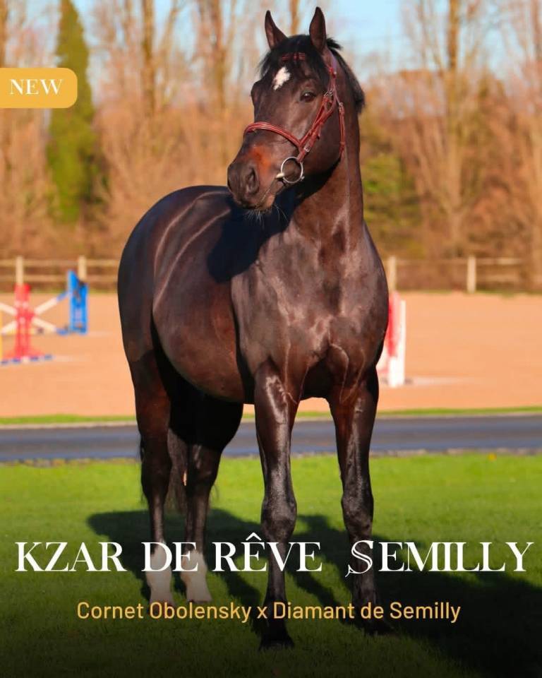 Broodmare Selle Fran&ccedil;ais For sale 2005 Black