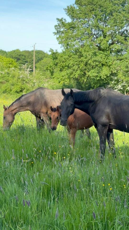 Broodmare Selle Fran&ccedil;ais For sale 2005 Black