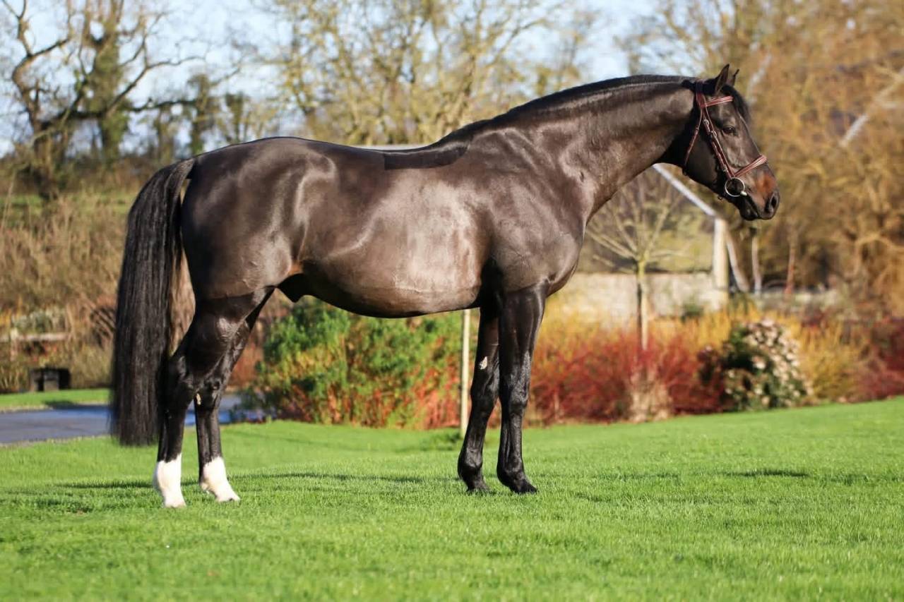 Broodmare Selle Fran&ccedil;ais For sale 2005 Black