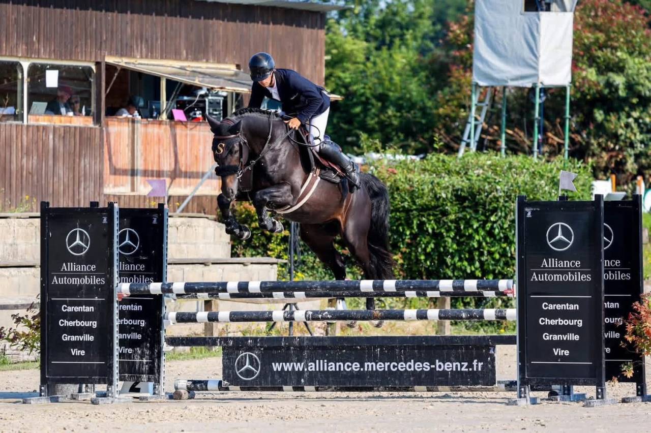 Broodmare Selle Fran&ccedil;ais For sale 2005 Black