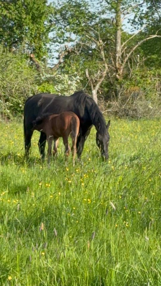 Broodmare Selle Fran&ccedil;ais For sale 2005 Black