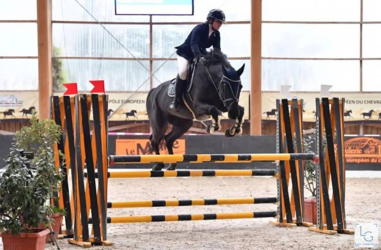 Broodmare Selle Fran&ccedil;ais For sale 2005 Black