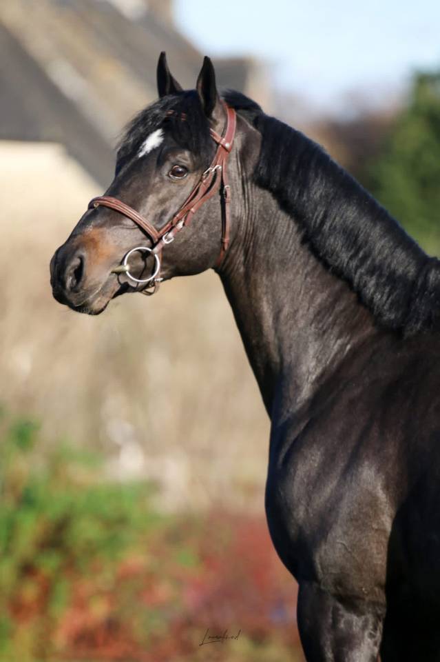 Broodmare Selle Fran&ccedil;ais For sale 2005 Black