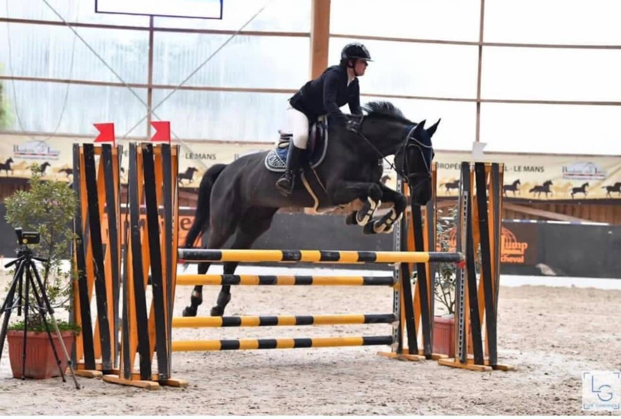 Broodmare Selle Fran&ccedil;ais For sale 2005 Black