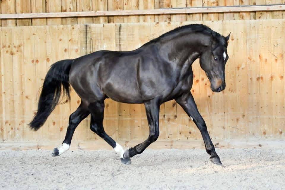 Broodmare Selle Fran&ccedil;ais For sale 2005 Black