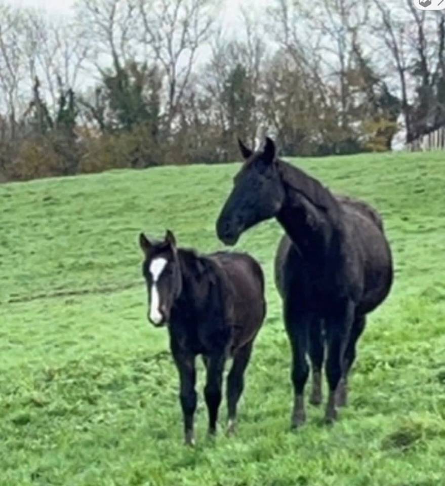 Broodmare Selle Fran&ccedil;ais For sale 2005 Black