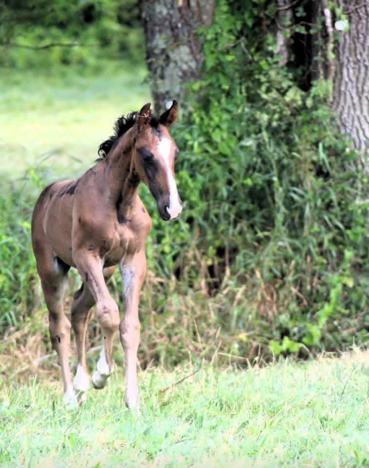 Broodmare Selle Fran&ccedil;ais For sale 2005 Black