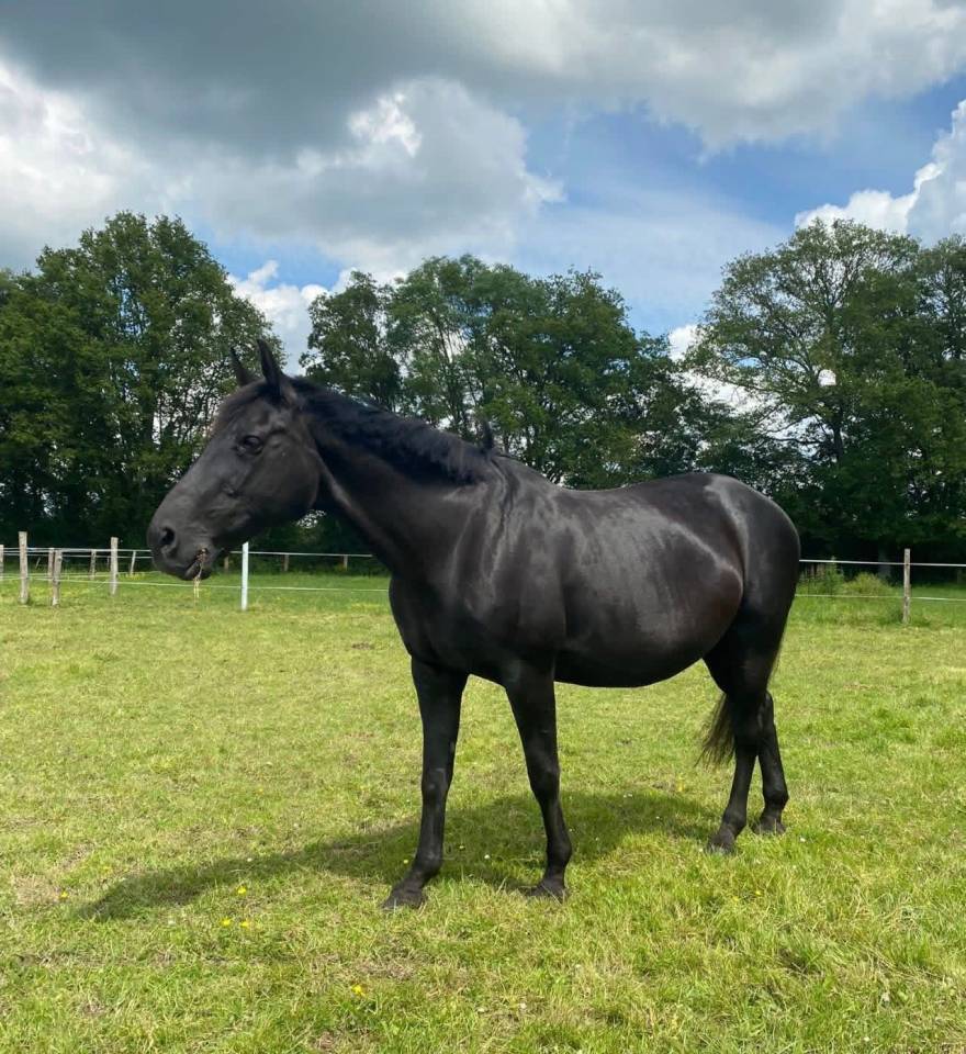 Broodmare Selle Fran&ccedil;ais For sale 2005 Black