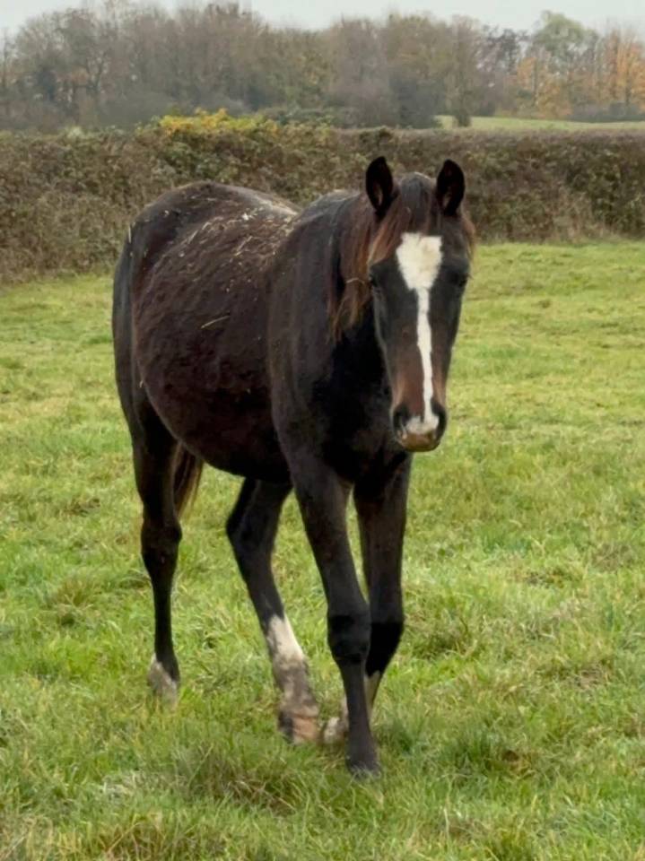 Broodmare Selle Fran&ccedil;ais For sale 2005 Black
