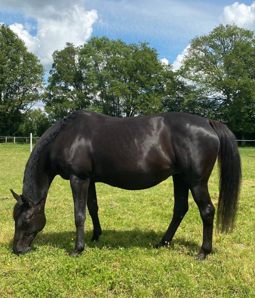 Broodmare Selle Fran&ccedil;ais For sale 2005 Black