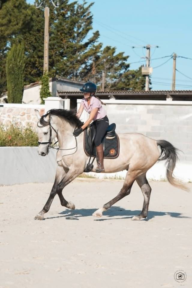 Gelding KWPN Dutch Warmblood For sale 2019 Buckskin