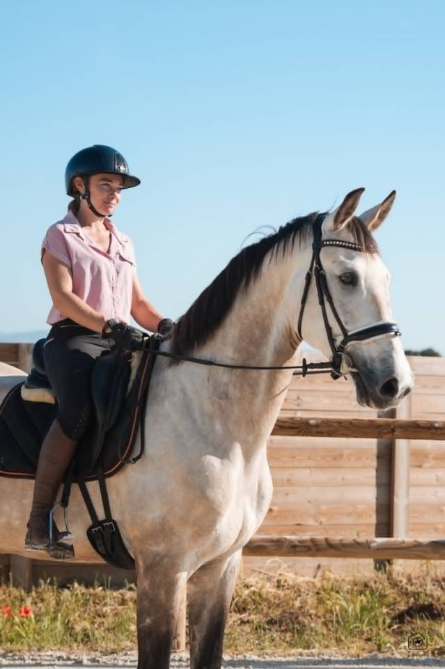 Gelding KWPN Dutch Warmblood For sale 2019 Buckskin