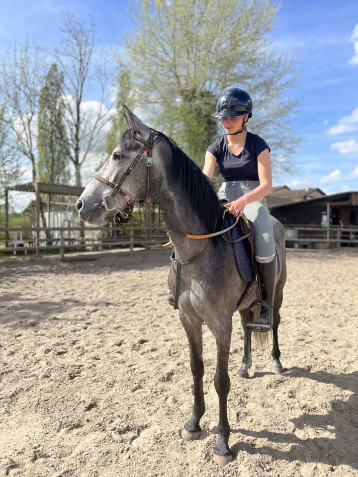 Mare Welsh Part Bred For sale 2022 Grey