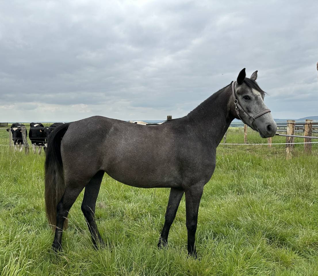 Mare Welsh Part Bred For sale 2022 Grey