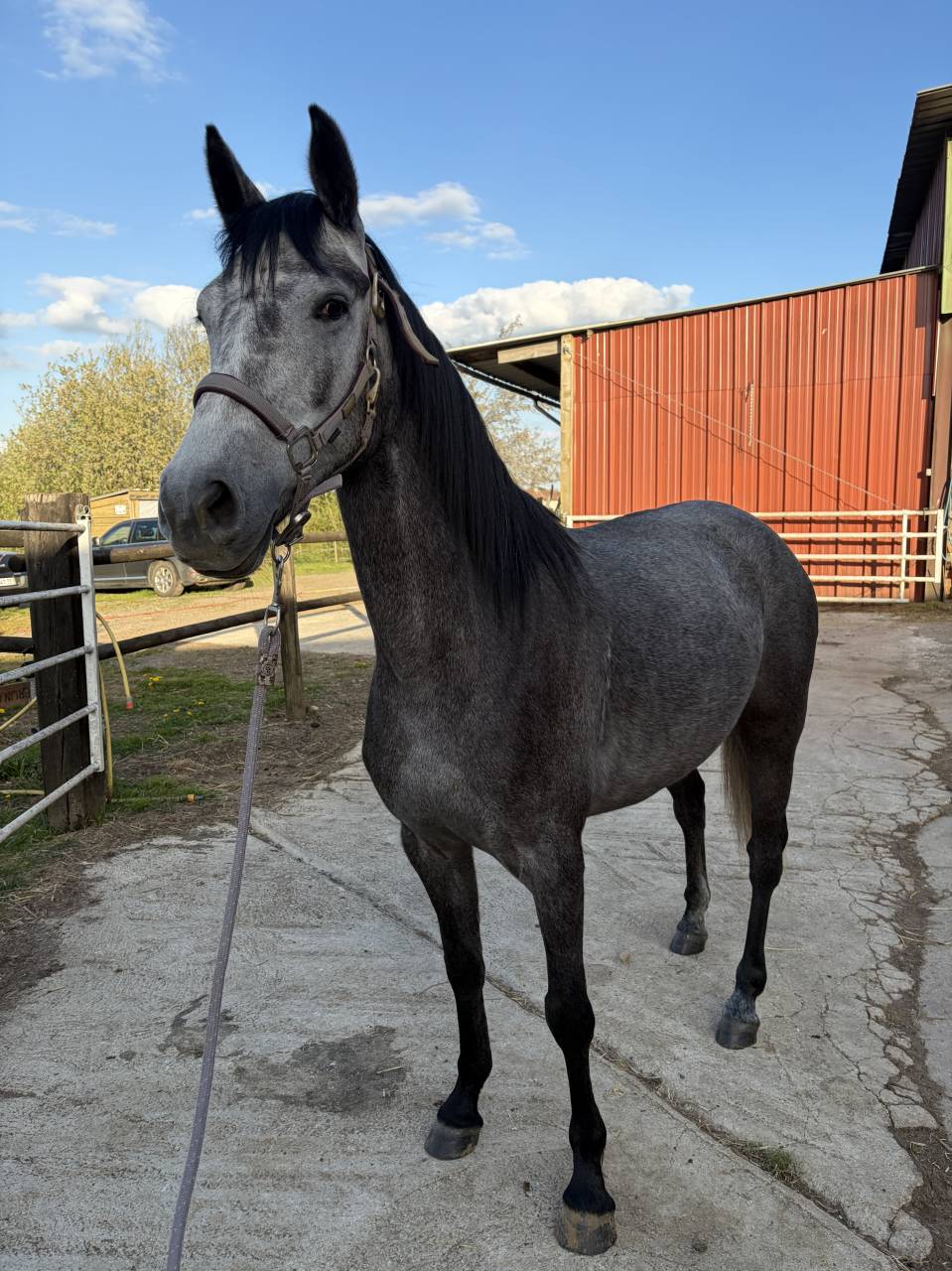 Mare Welsh Part Bred For sale 2022 Grey
