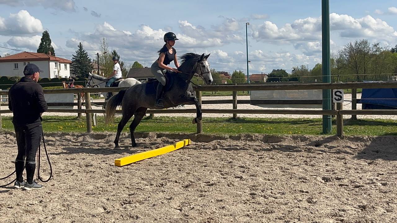 Mare Welsh Part Bred For sale 2022 Grey