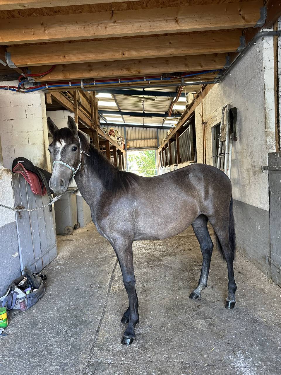 Mare Welsh Part Bred For sale 2022 Grey