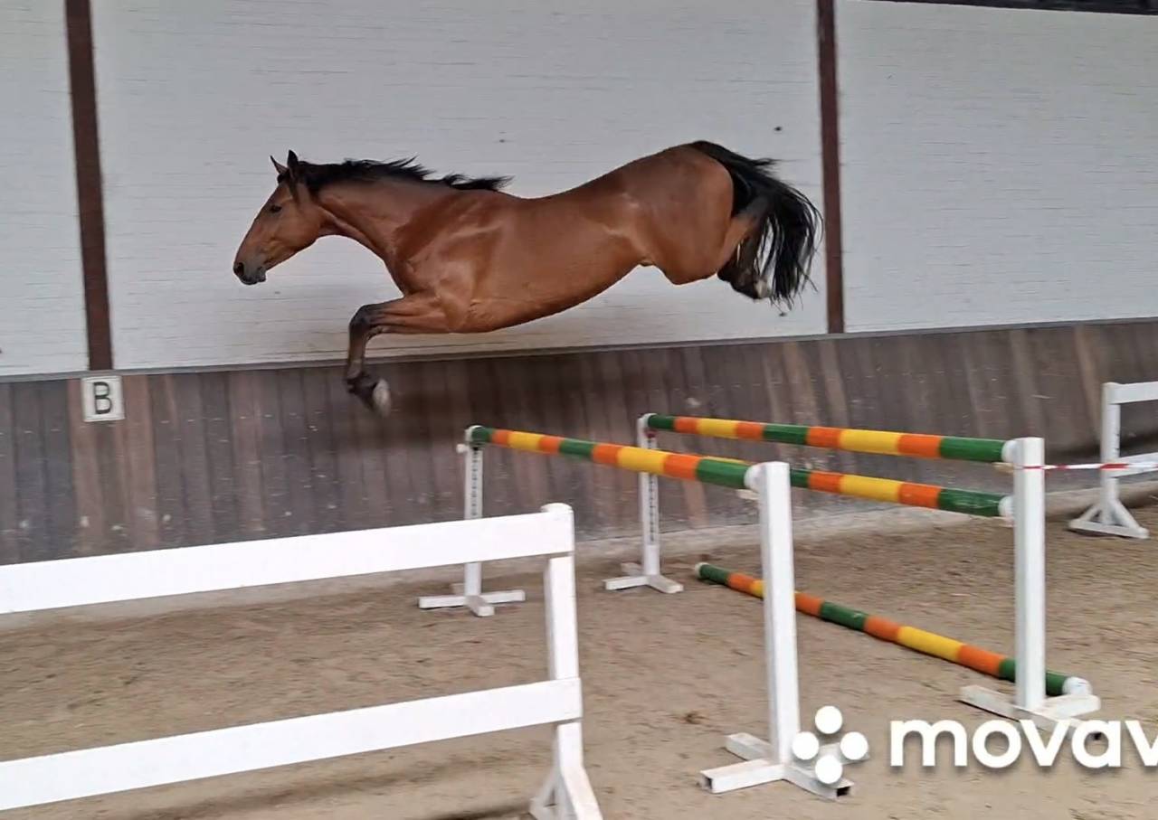 Gelding Zangersheide For sale 2022 Brown