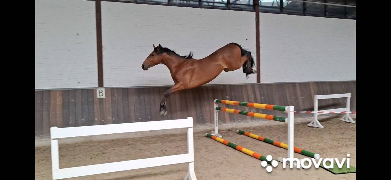 Gelding Zangersheide For sale 2022 Brown
