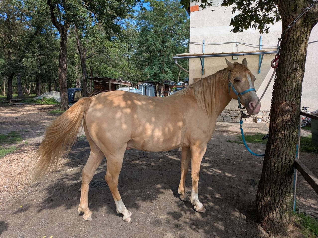 Gelding Rocky Mountain For sale 2016 Champagne