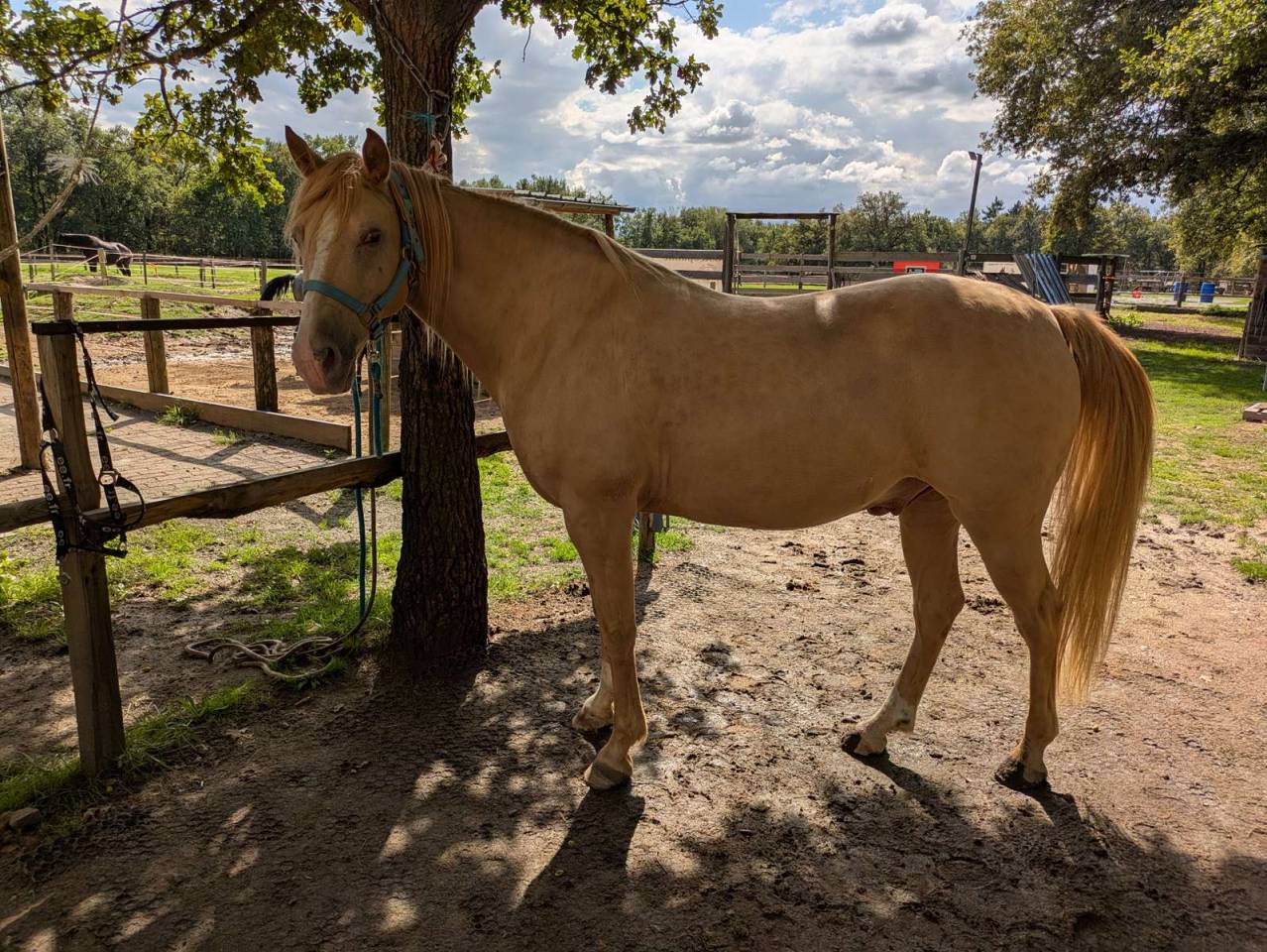 Gelding Rocky Mountain For sale 2016 Champagne