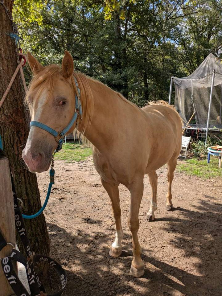Gelding Rocky Mountain For sale 2016 Champagne