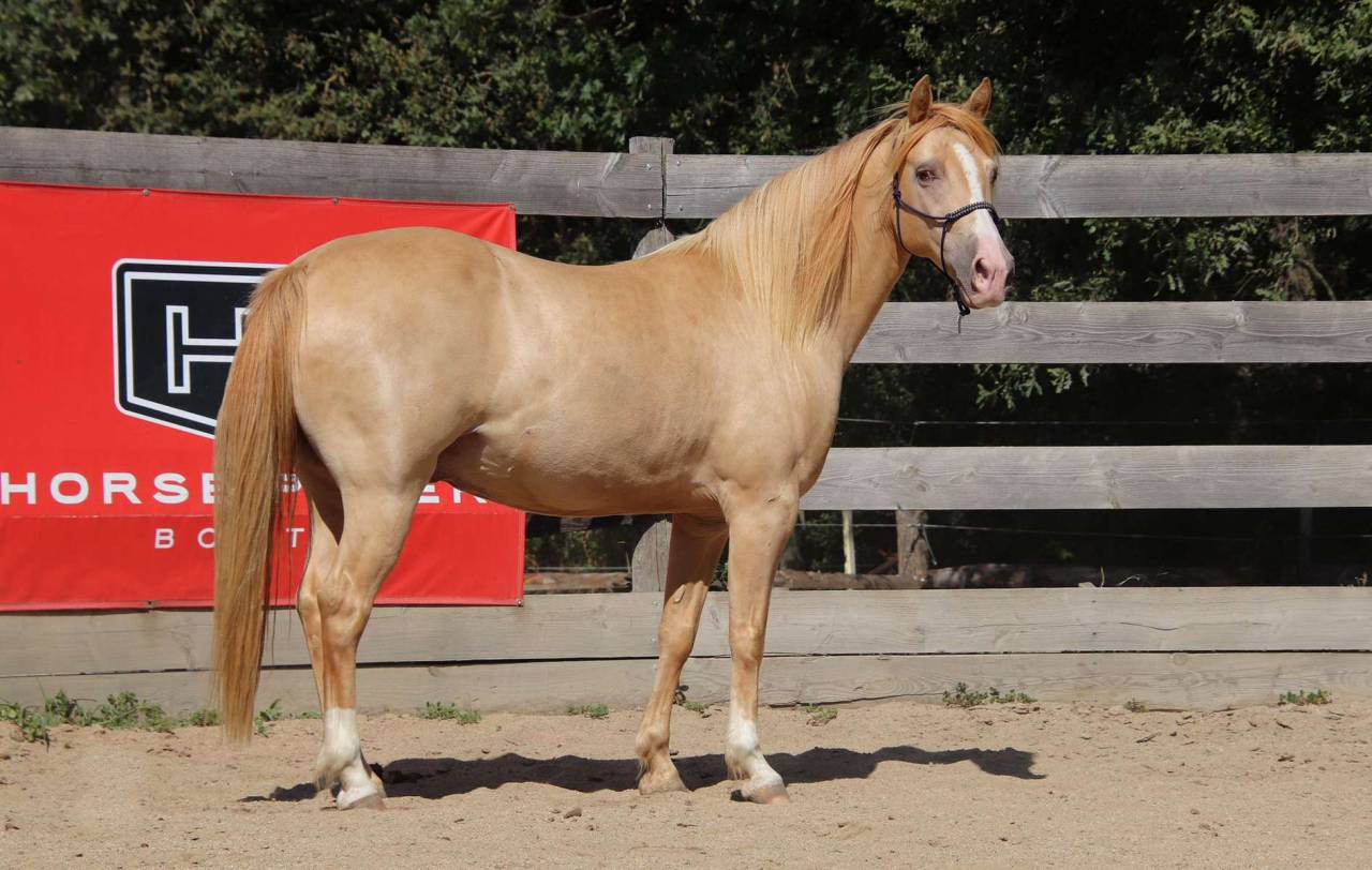 Gelding Rocky Mountain For sale 2016 Champagne