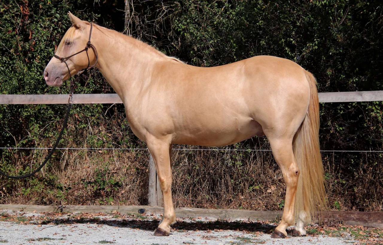 Gelding Rocky Mountain For sale 2016 Champagne