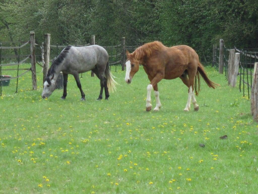 Equestrian property  Seine-et-Marne