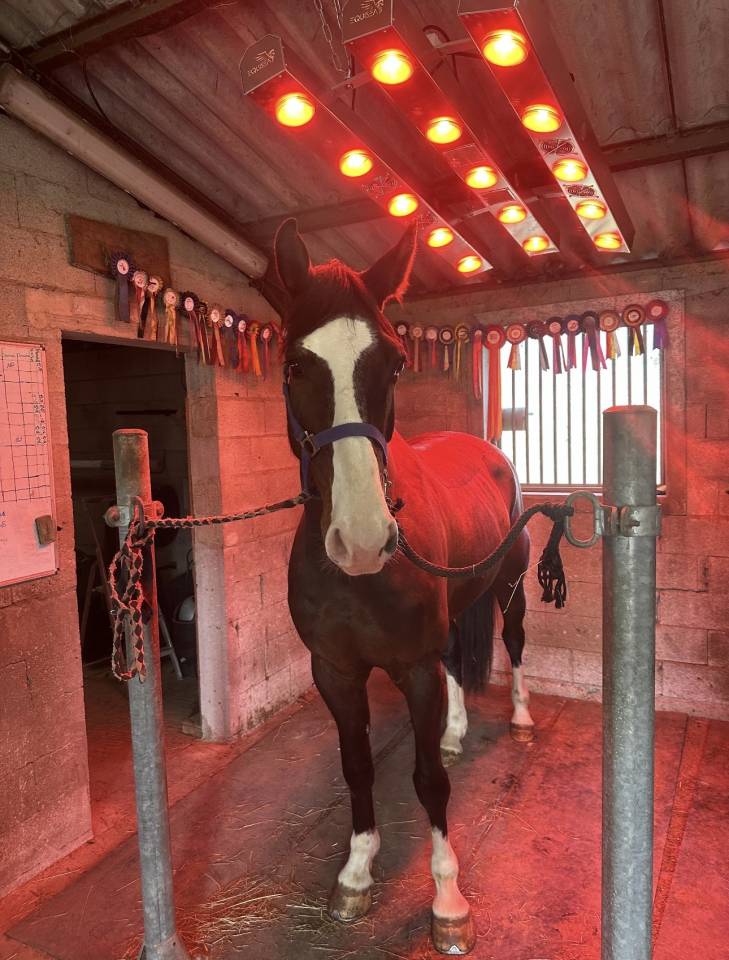 Gelding Zangersheide For sale 2020 Dark Bay