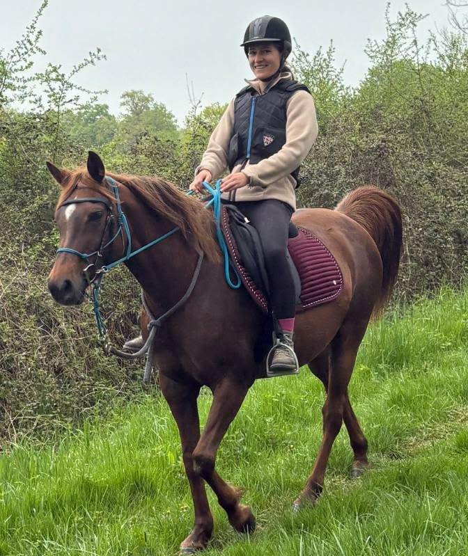 Mare Arabian For sale 2016 Liver chestnut