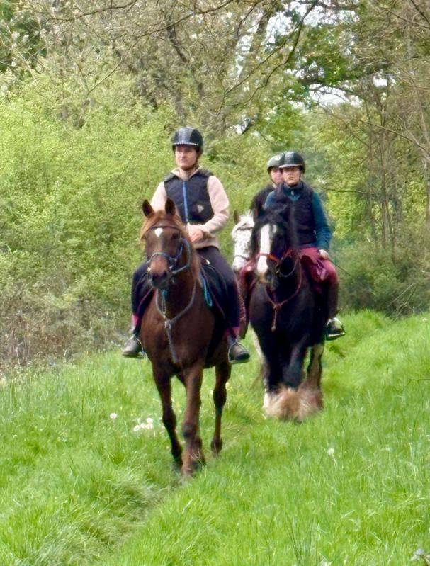 Mare Arabian For sale 2016 Liver chestnut