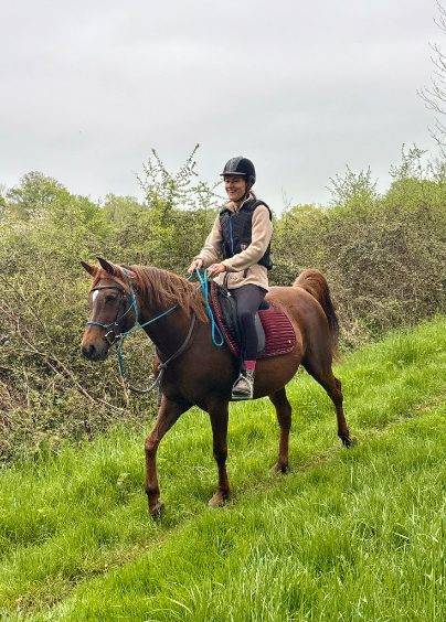 Mare Arabian For sale 2016 Liver chestnut
