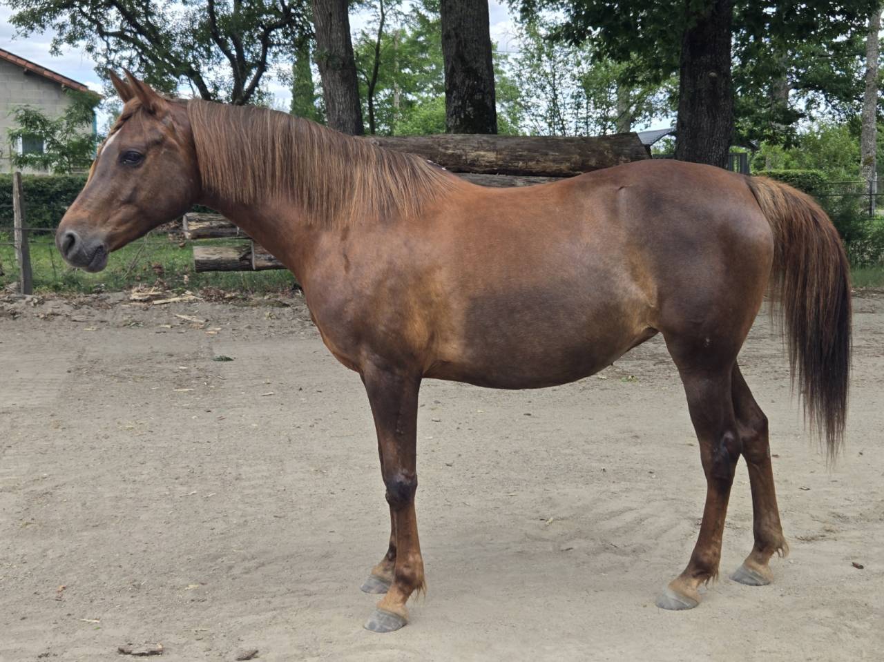 Mare Arabian For sale 2016 Liver chestnut