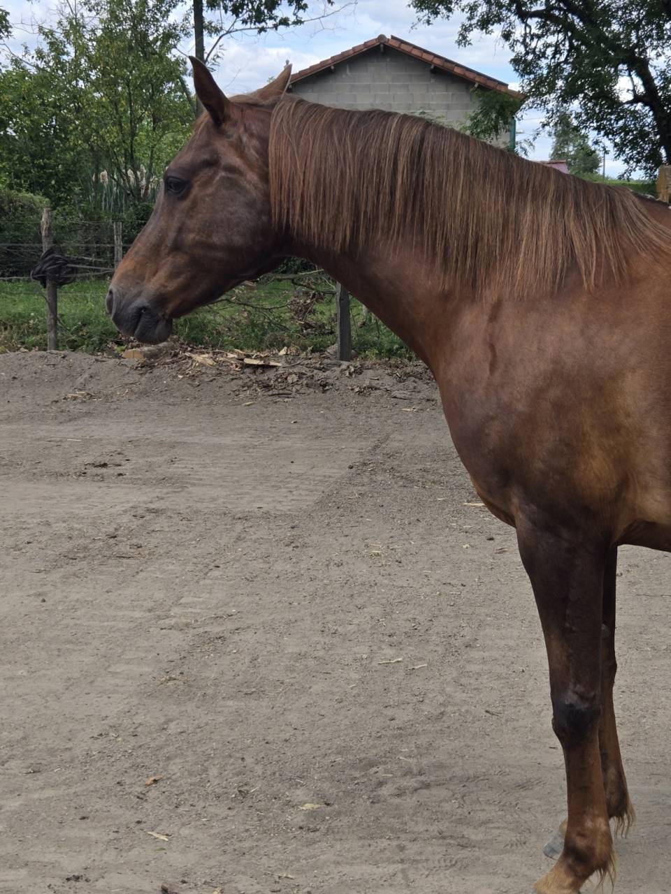 Mare Arabian For sale 2016 Liver chestnut