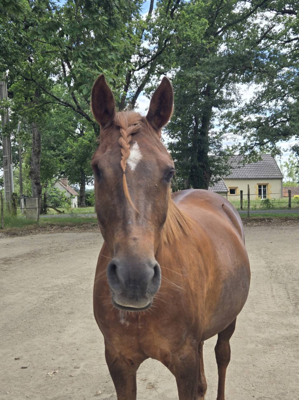 Mare Arabian For sale 2016 Liver chestnut