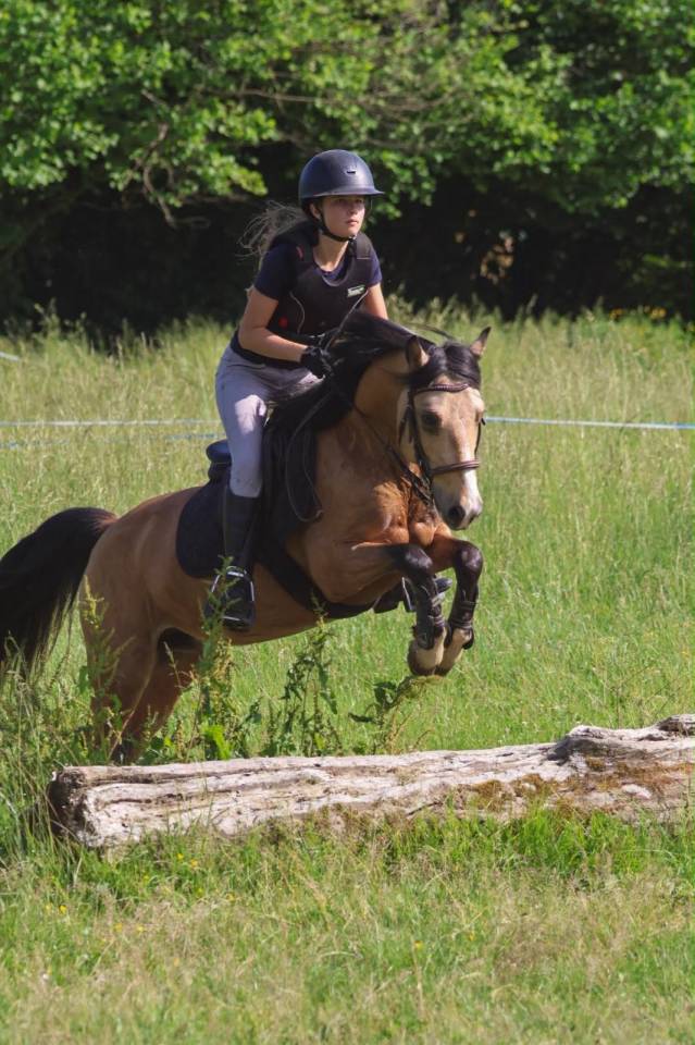 Gelding Origin Recorded For sale 2020 Buckskin