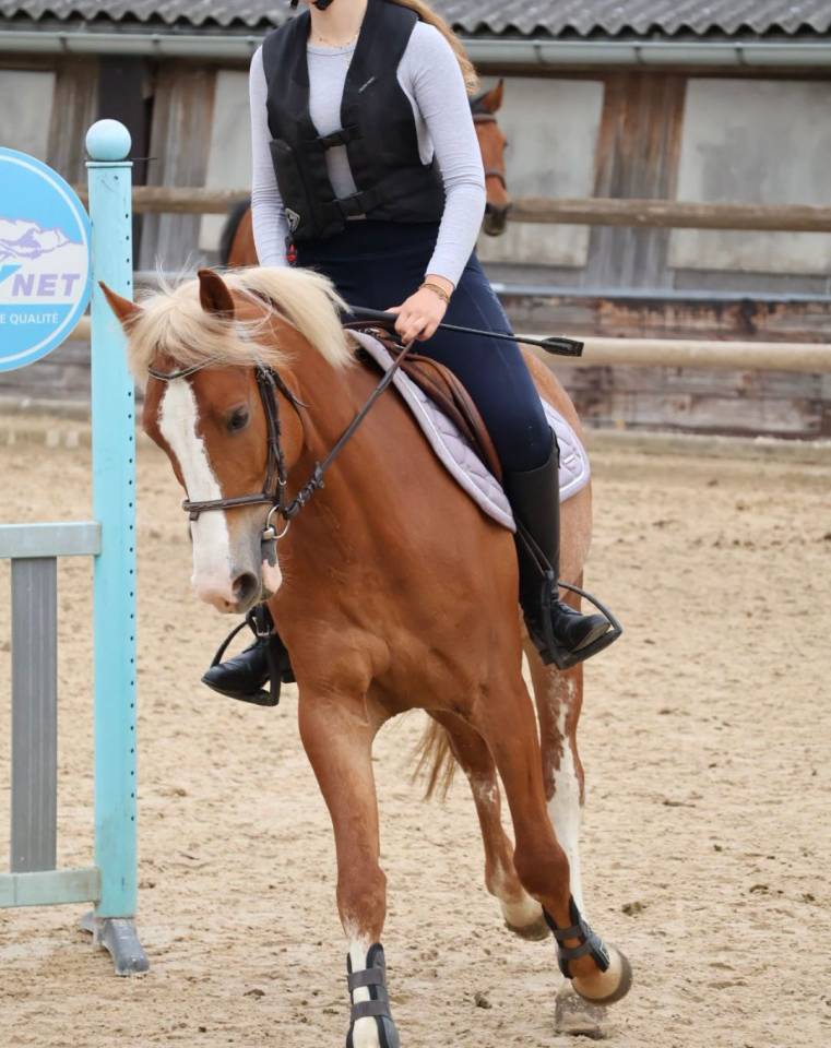 Gelding French Saddle Pony For sale 2020 Silver dapple