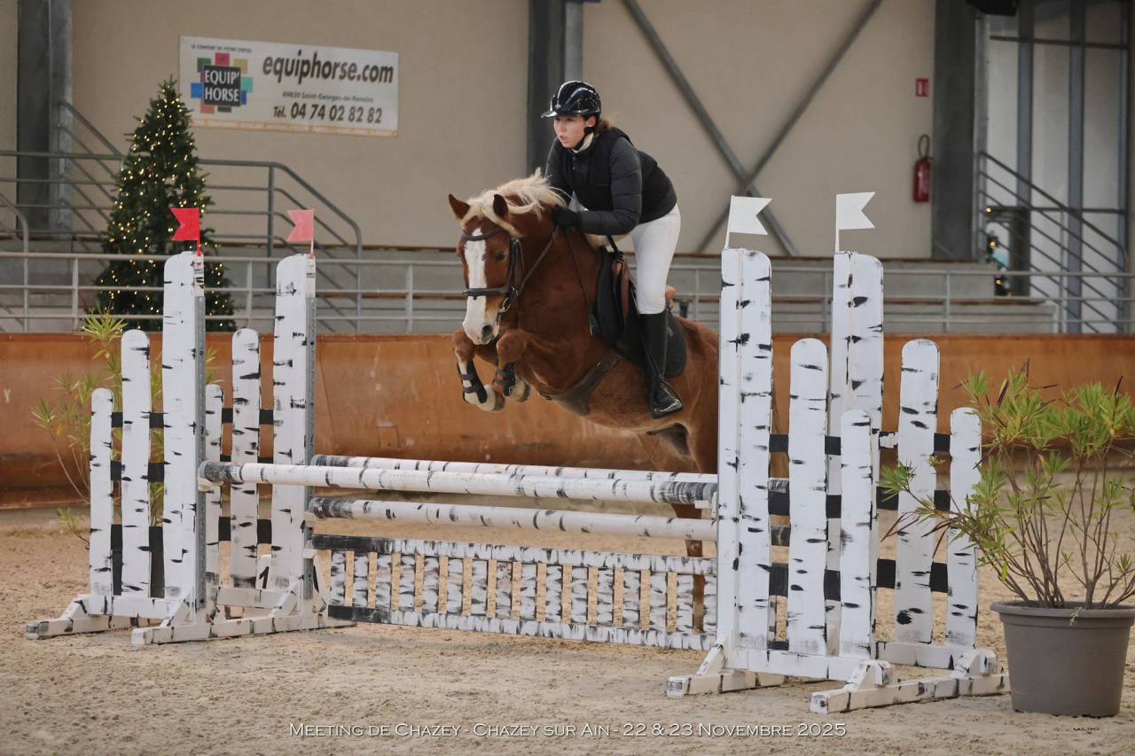 Gelding French Saddle Pony For sale 2020 Silver dapple