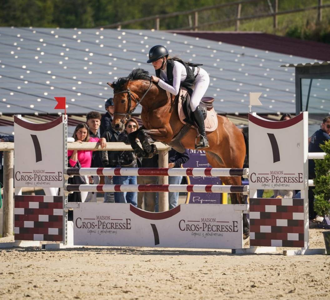 Gelding French Saddle Pony For sale 2020 Bay