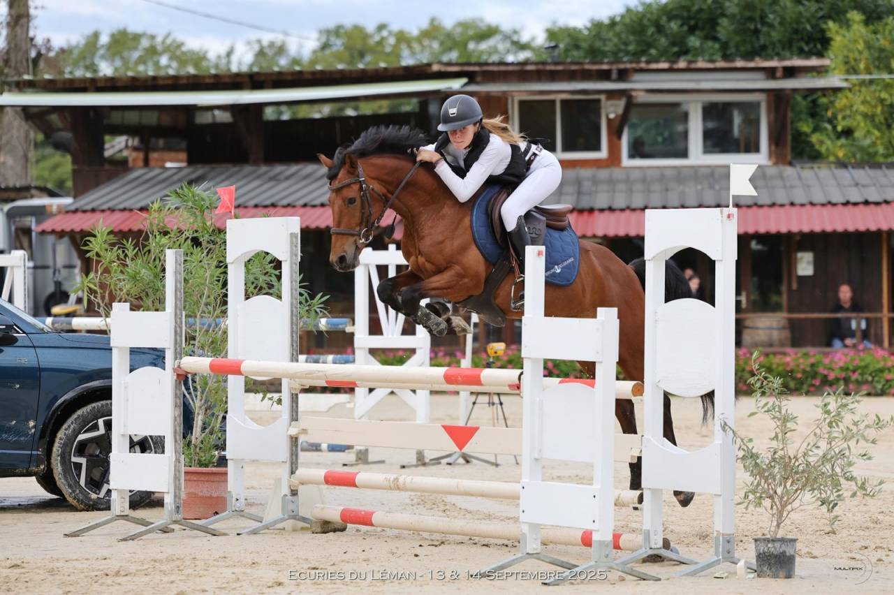 Gelding French Saddle Pony For sale 2020 Bay